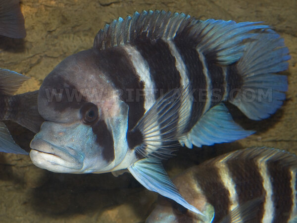 Cyphotilapia frontosa