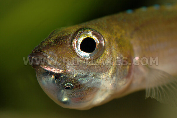 Cyprichromis leptosoma "utinta flourecent"