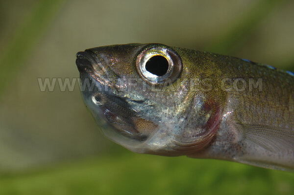 Cyprichromis leptosoma "utinta flourecent"