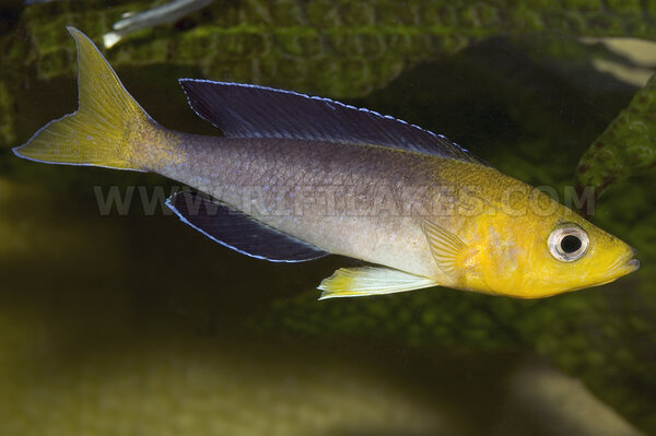 Cyprichromis sp "leptosoma jumbo", Chaitika