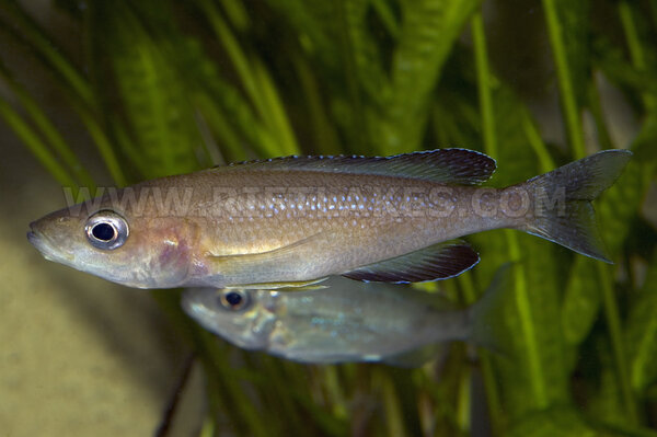 Cyprichromis sp "leptosoma jumbo", Chaitika