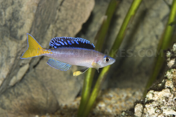 Cyprichromis leptosoma, Mamalesa (Malasa) Island