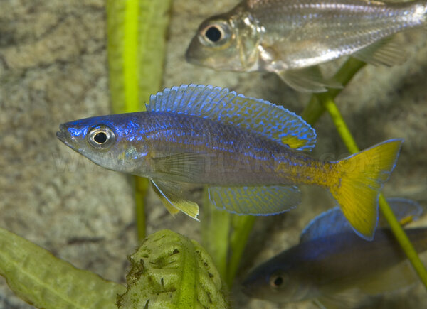 Cyprichromis leptosoma "utinta flourecent"