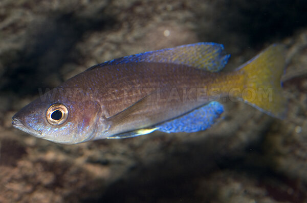 Cyprichromis sp. ”leptosoma jumbo”, Cape Mpimbwe