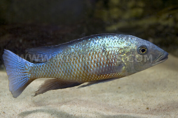 Fossorochromis rostratus