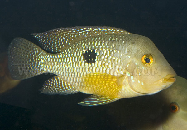 Geophagus brasiliensis