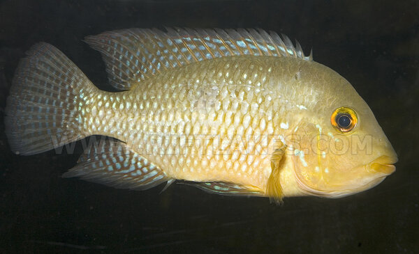 Geophagus brasiliensis