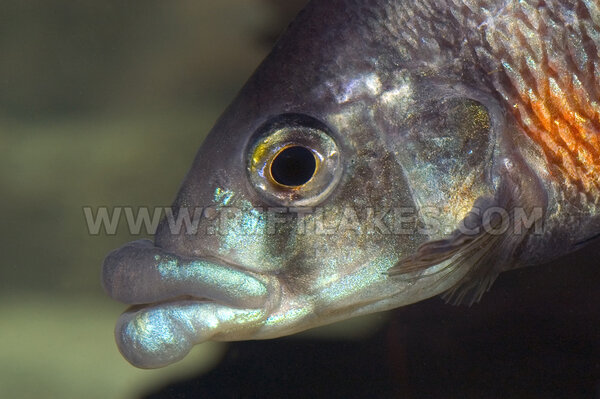 Haplochromis (Paralabidochromis) chilotes
