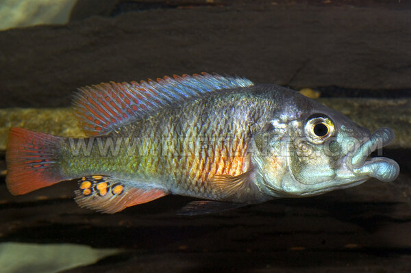 Haplochromis (Paralabidochromis) chilotes