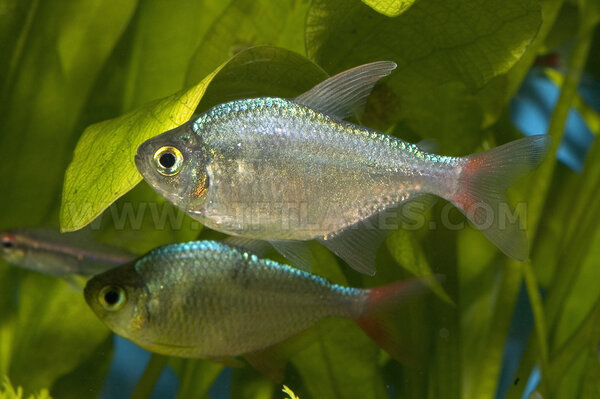 Hyphessobrycon columbianus