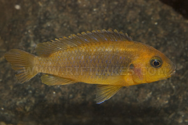 Iodotropheus sprengerae