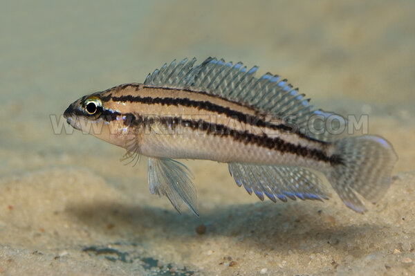 Julidochromis dickfeldi