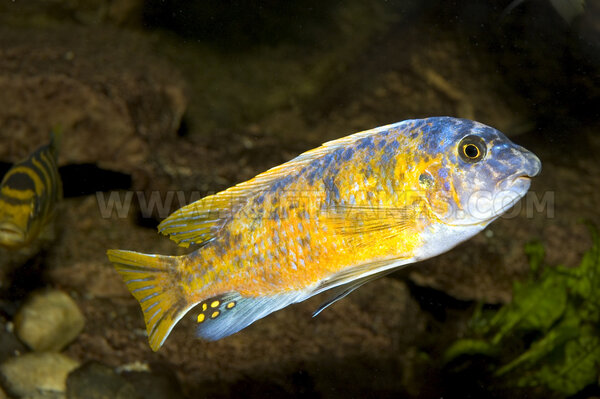 Labeotropheus fuelleborni, Katale