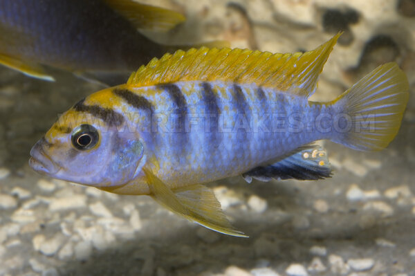 Labidochromis sp. "hongi"