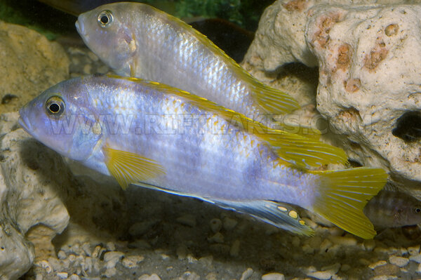 Labidochromis sp. "perlmutt"