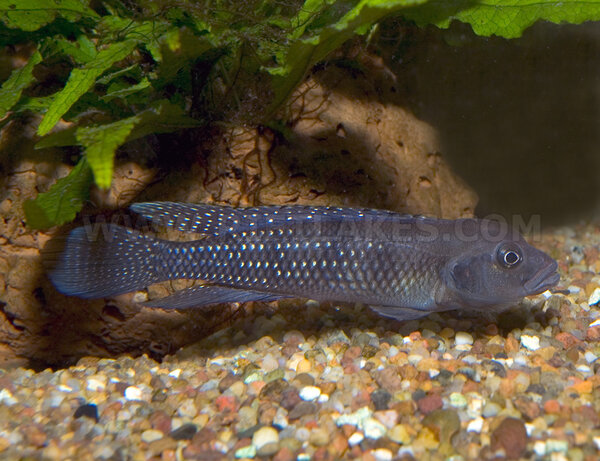 Lamprologus congoensis