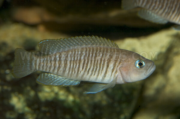 Lamprologus multifasciatus