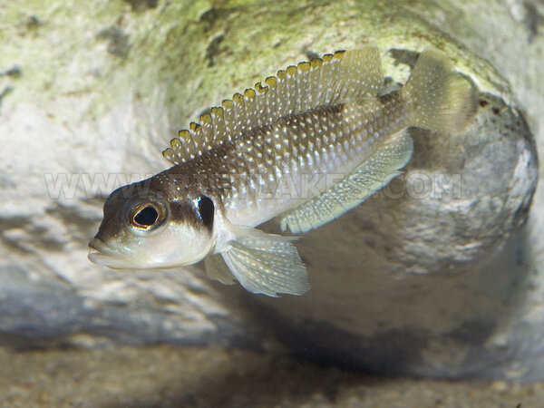 Lamprologus stappersi