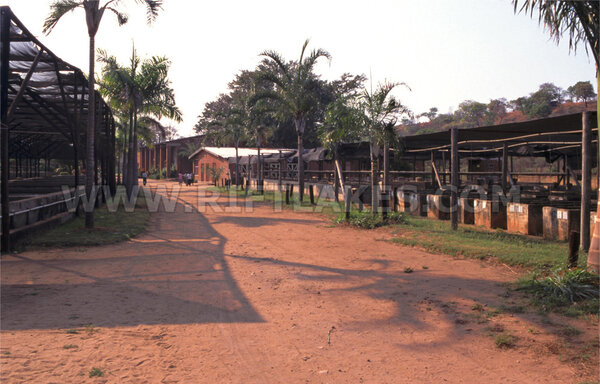 Lake Malawi Cichlid Centre