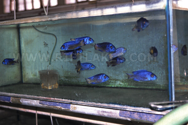 Ett akvarium med hanar av Aulonocara stuartgranti, Mdoka i väntan på export