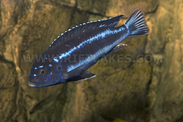 Melanochromis cyaneorhabdos