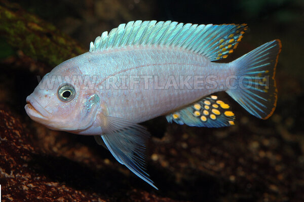 Metriaclima estherae, Minos Reef