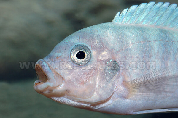 Metriaclima estherae, Minos Reef