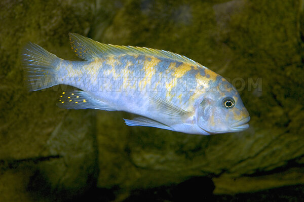 Metriaclima estherae, Minos Reef