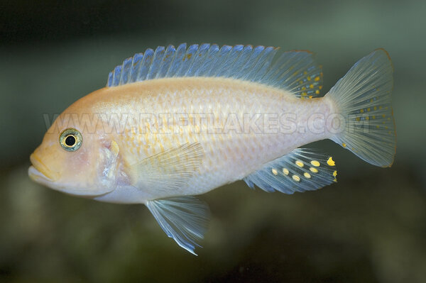 Metriaclima estherae, Minos Reef