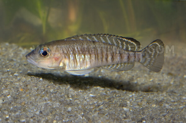 Neolamprologus signatus