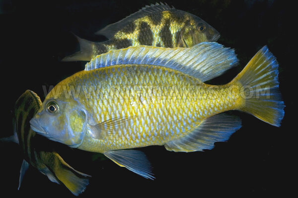 Nimbochromis venustus