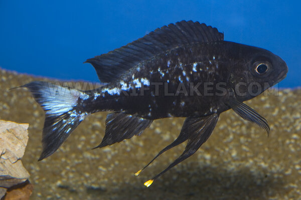 Ophthalmotilapia boops "neon stripe"