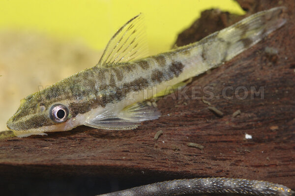 Otocinclus vittatus