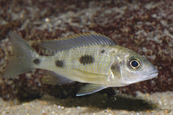 Otopharynx lithobates, Zimbawe Rock