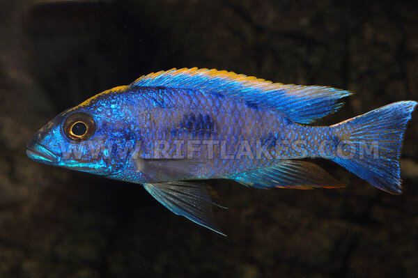 Otopharynx lithobates, Zimbawe Rock