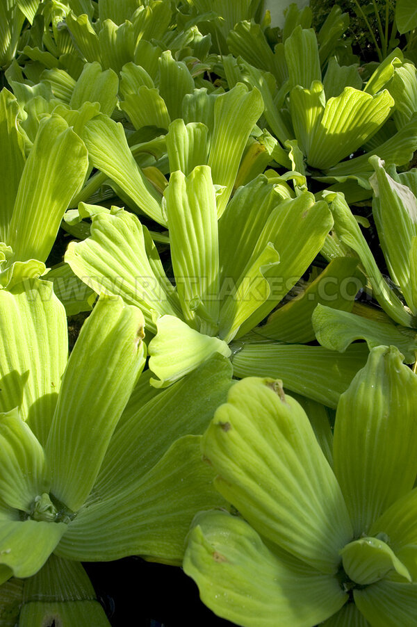 Pistia stratiotes