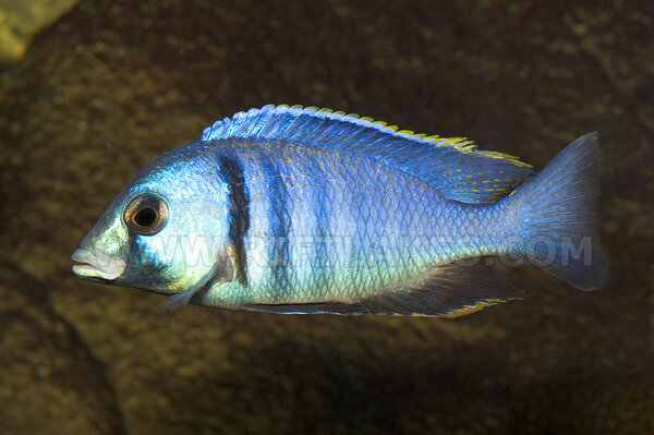 Placidochromis electra