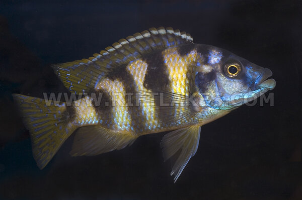 Placidochromis milomo