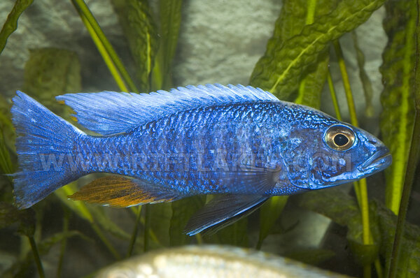 Sciaenochromis fryeri