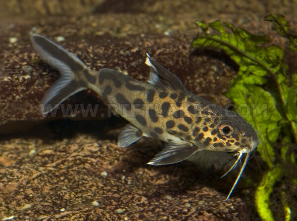 Synodontis petricola