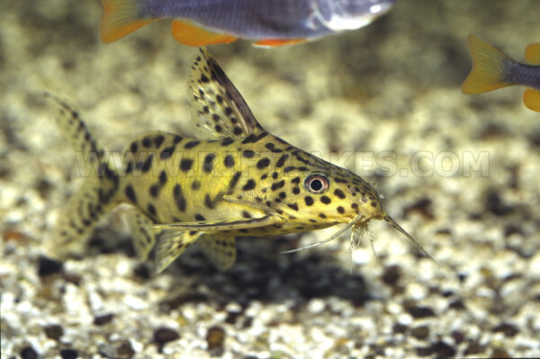 Synodontis ?