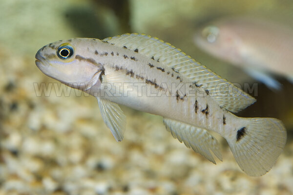 Telmatochromis brachygnathus