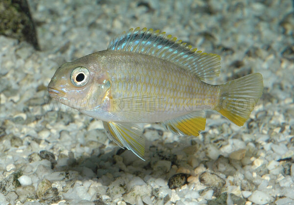 Tropheops sp. "red cheek", Likoma Island