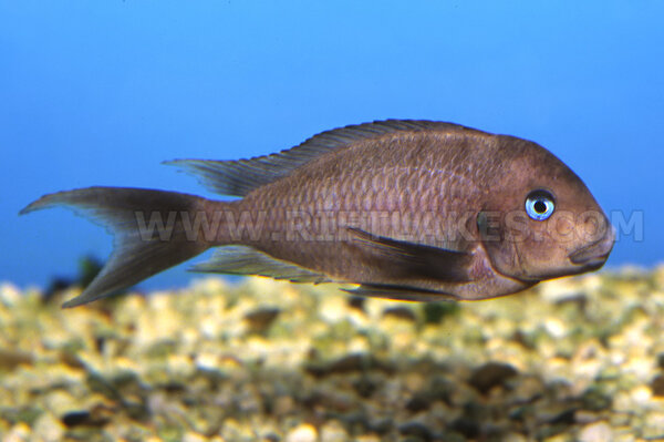 Tropheus annectens, Bulu Point