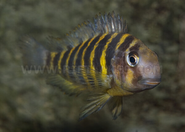 Tropheus brichardi