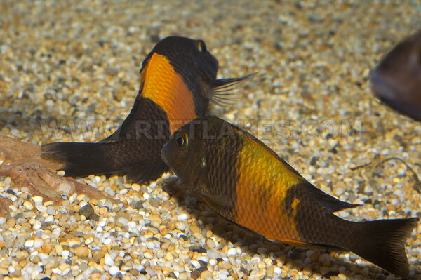 Tropheus sp. "black", Pemba