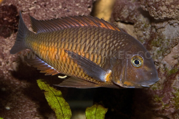 Tropheus sp. "red", Kachese