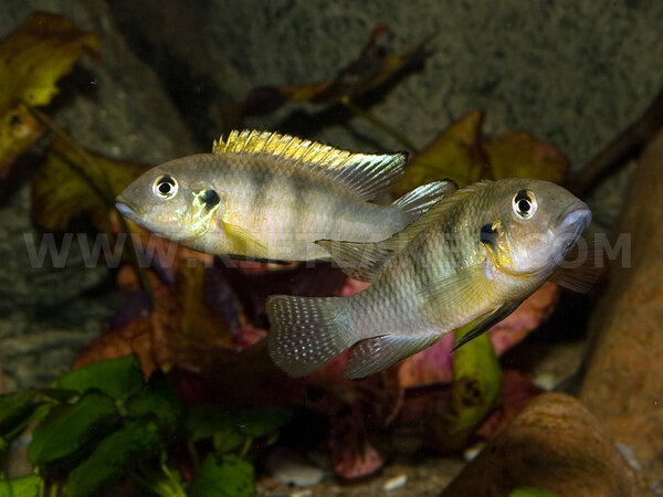 Benitochromis ufermanni