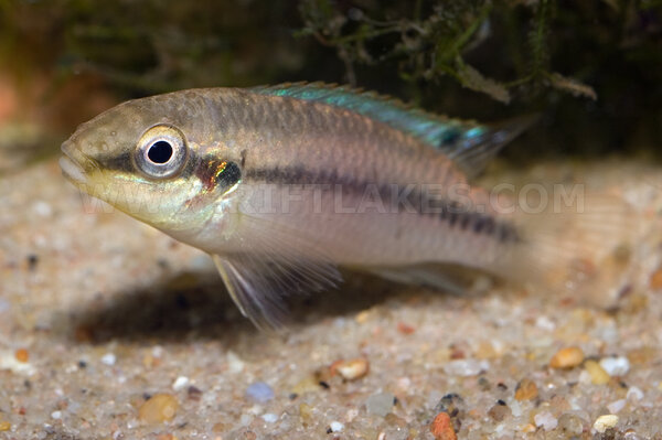 Pelvicachromis sp. "blue fin"