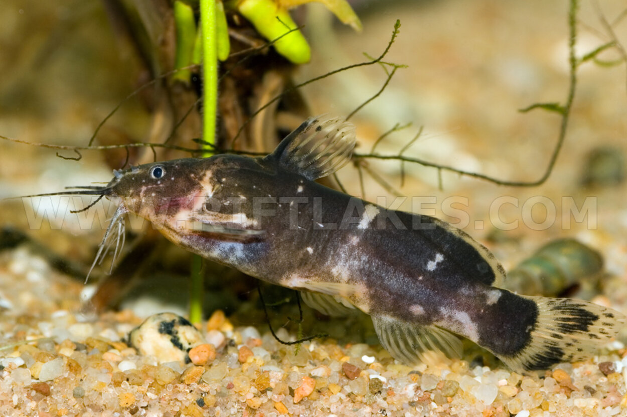 Microsynodontis cf. "polli"